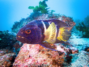 Eastern Blue Devil Fish at Shellharbour, New South Wales by Oisin Deery 